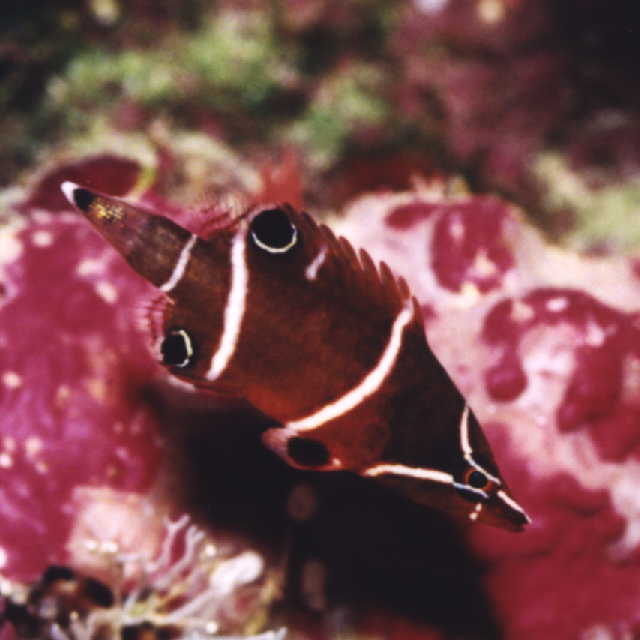 Wetmorella albofasciata